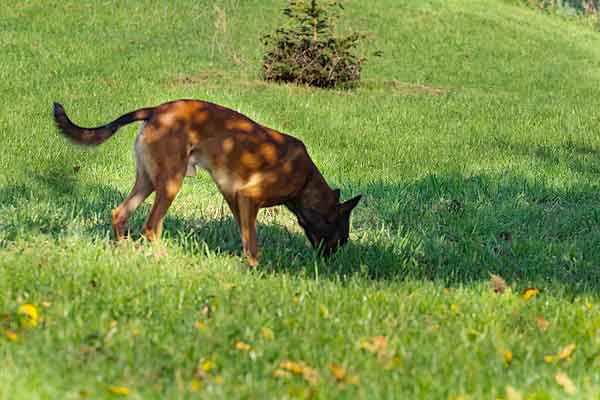 Spürhund Arbeit macht fast jedem Hund Spaß. Hier im Bild ist ein belgischer Schäferhund auf einer Fährte zu sehen.