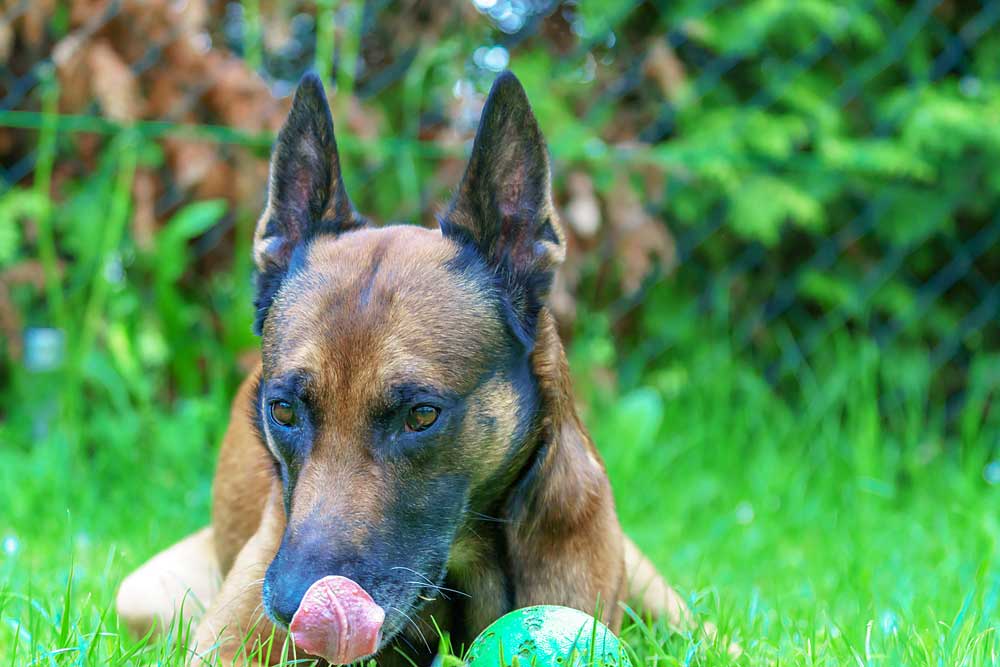 Praktisches für Hund und Halter. Spielzeug, Leinen, Geschirre...
Mit der Zeit sammelt sich einiges an. Hier seht ihr Eddy mit seinem Lieblingsball.