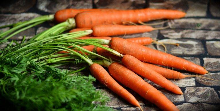 Karotten werden von Hunden gerne als Teil einer Barf Ration oder auch einfach mal so als Knabbersnack gefressen. Damit der Hund die Nährstoffe verwerten kann muss man die Karotten kochen oder dünsten.