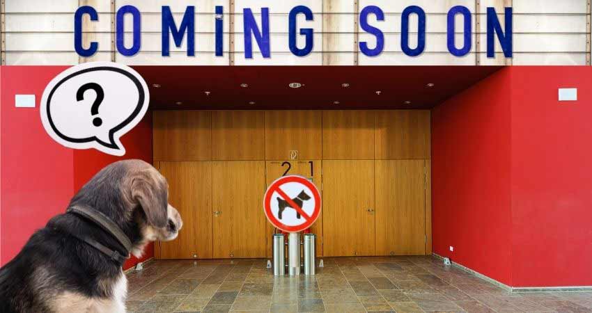 Hund schaut sich einen Kinoeingang an und darf nicht rein. Es gibt aber gute Alternativen. 