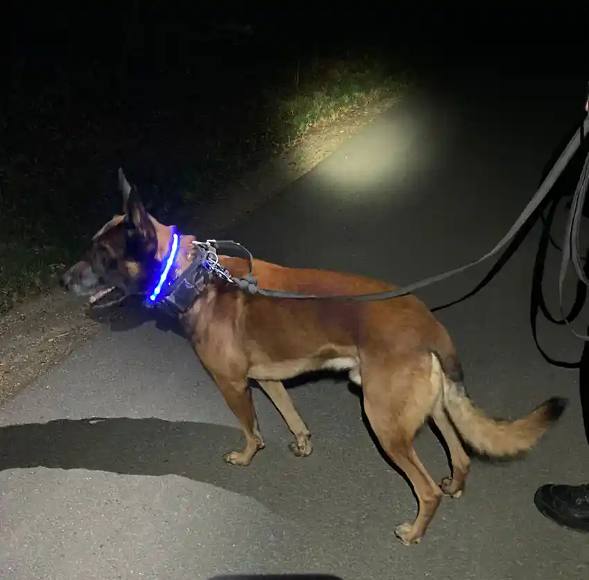 Hund mit Leuchthalsband bei der nächtlichen Gassirunde.