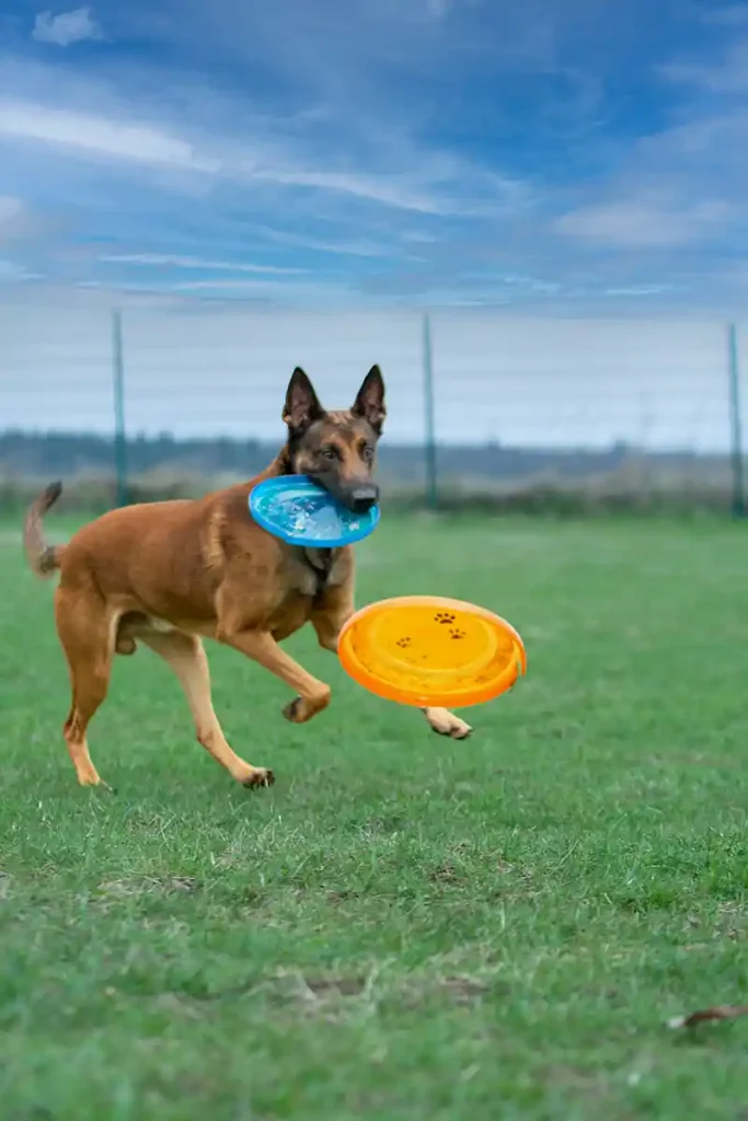 Frisbee spielen mit dem Hund